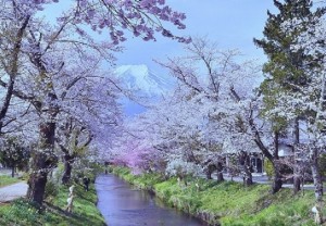 5月　忍野村　新名庄川の桜並木